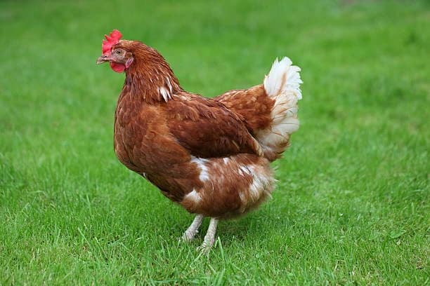 Nju Hempšir — New Hampshire crvene koke nosilje